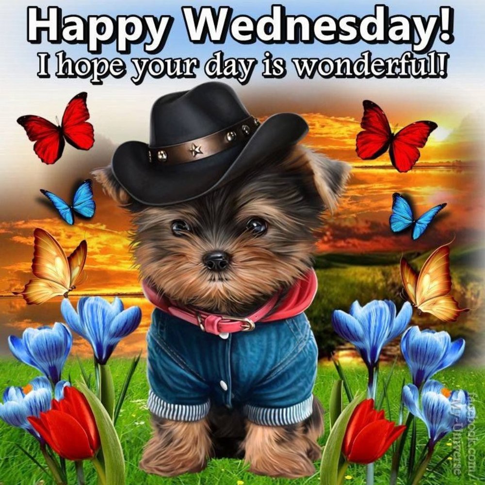 HAPPY WEDNEDAY - Picture 8 of 8